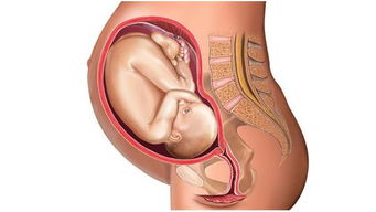 B超监测胎儿发育