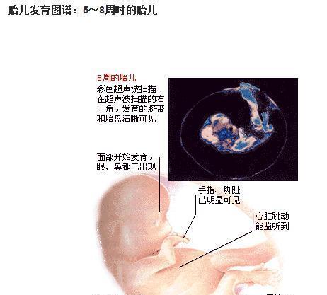 胎儿生长发育b超怎么看